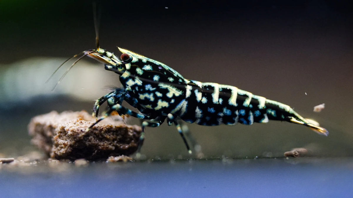 Aquatics