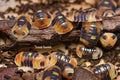 Amber Firefly LCF