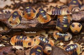 Amber Firefly LCF