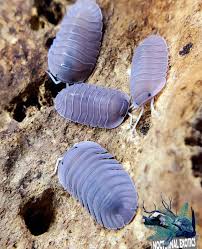 Purple Giant