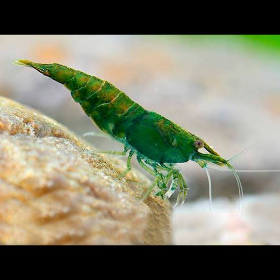 Green Jade
