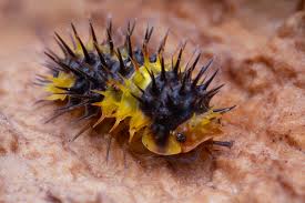 Lemon Spiky