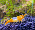 Orange Rili
