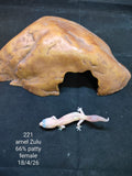 African Fat-Tailed Gecko