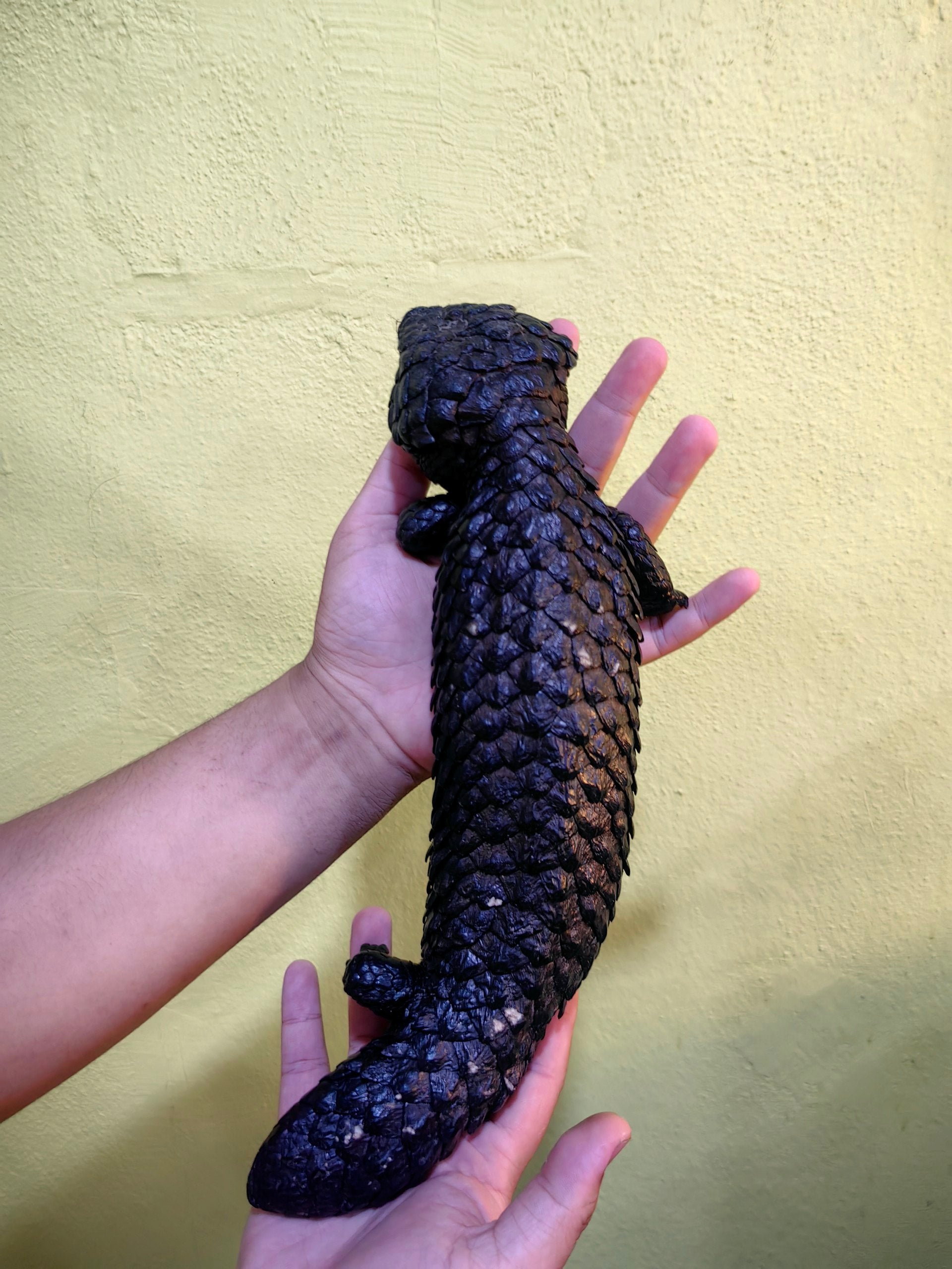 Shingleback