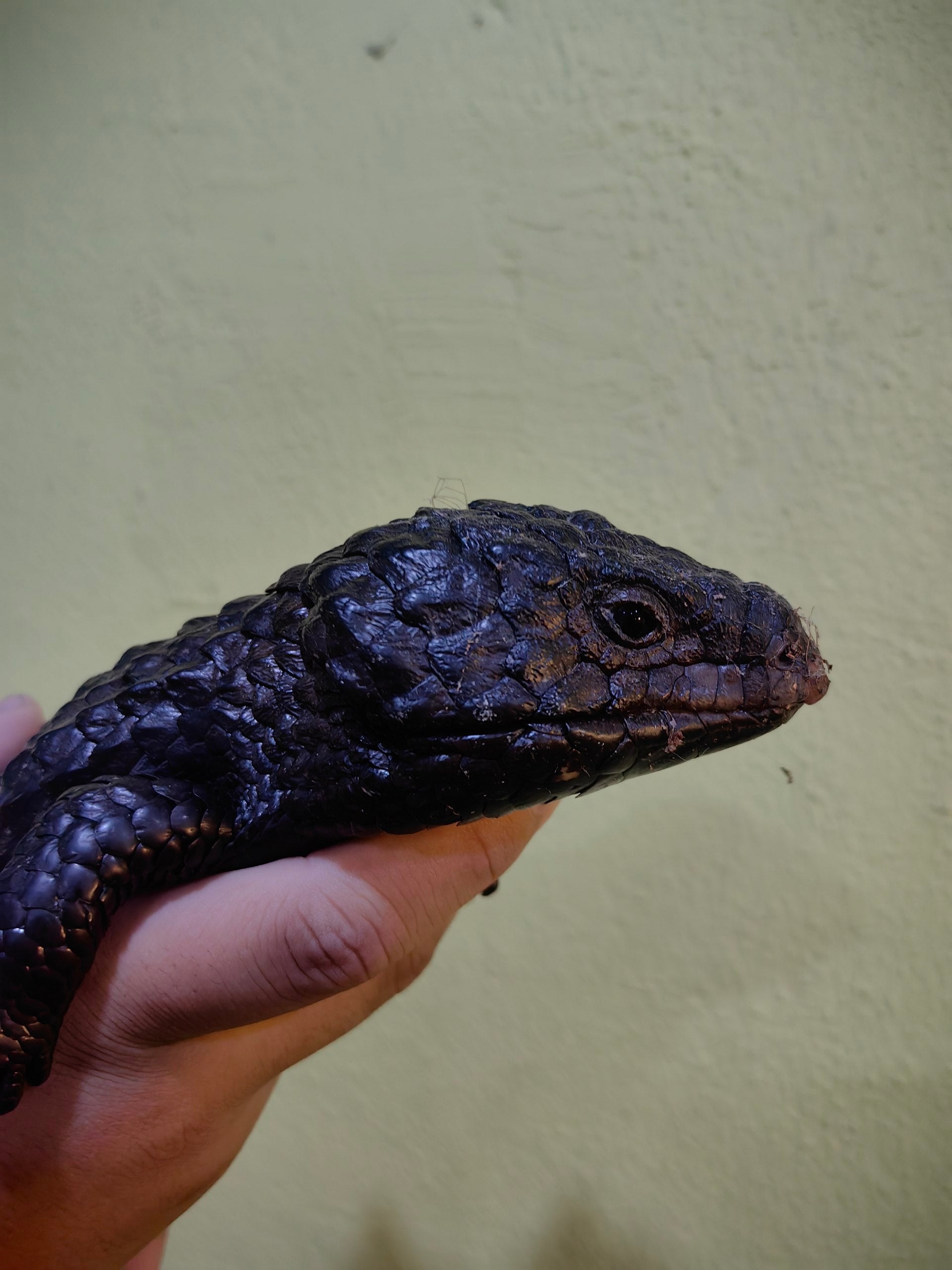 Shingleback