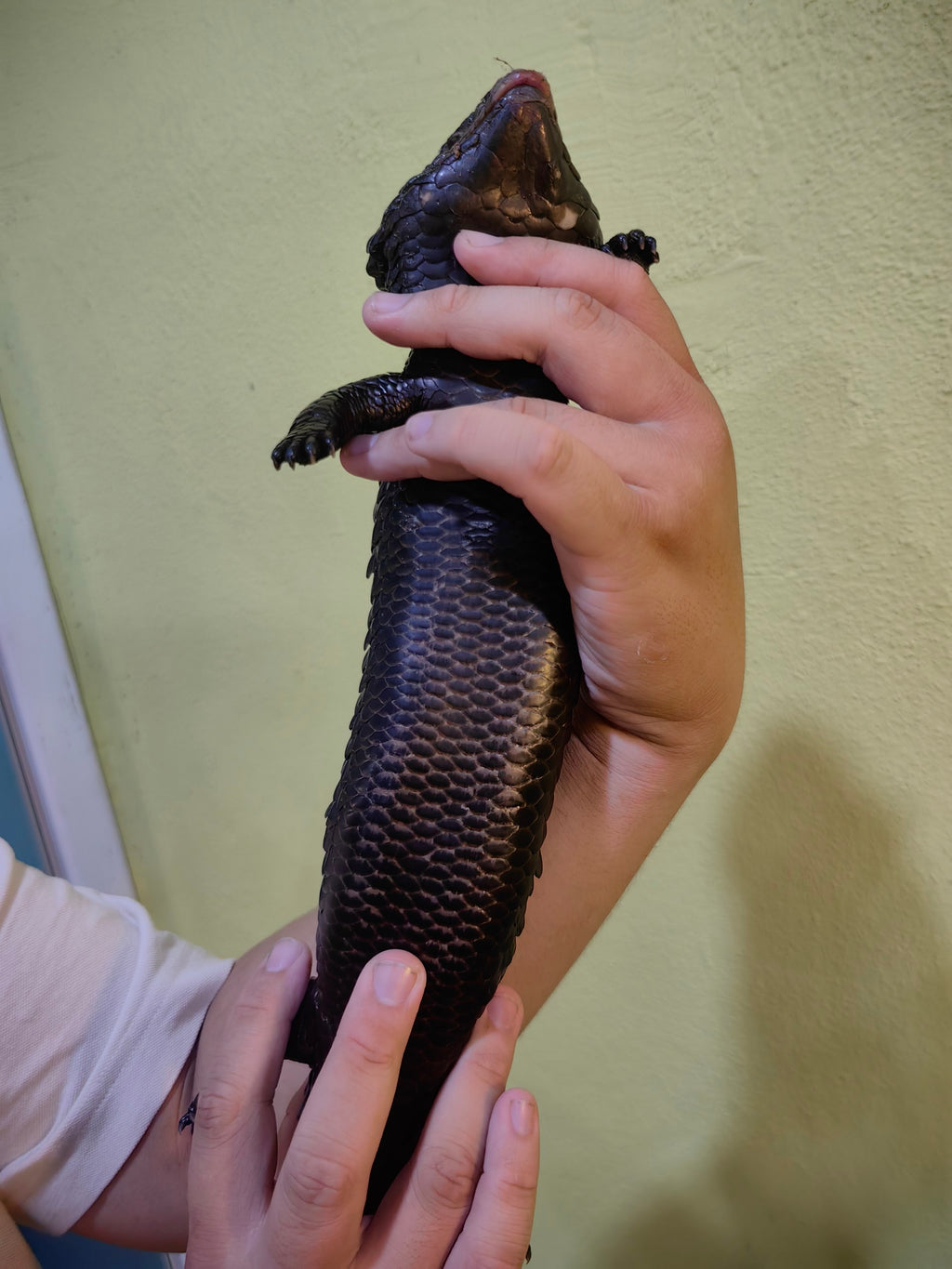 Shingleback