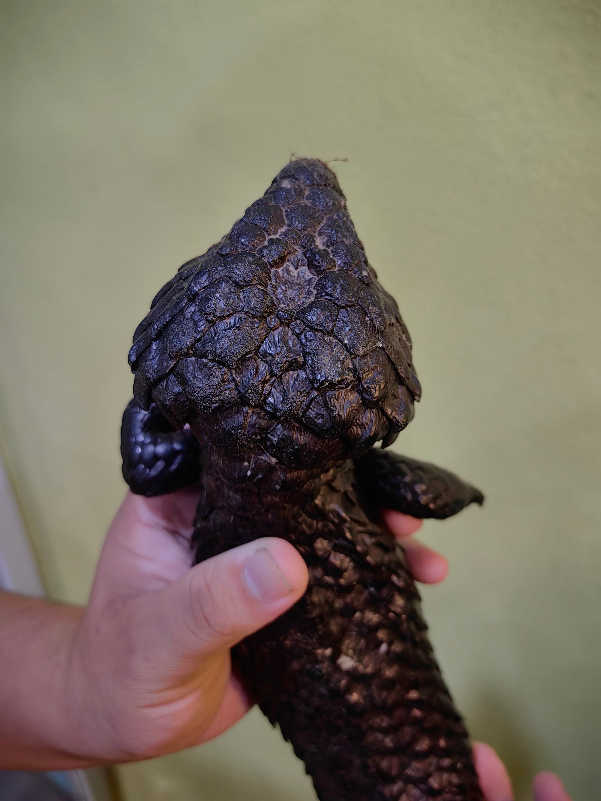 Shingleback