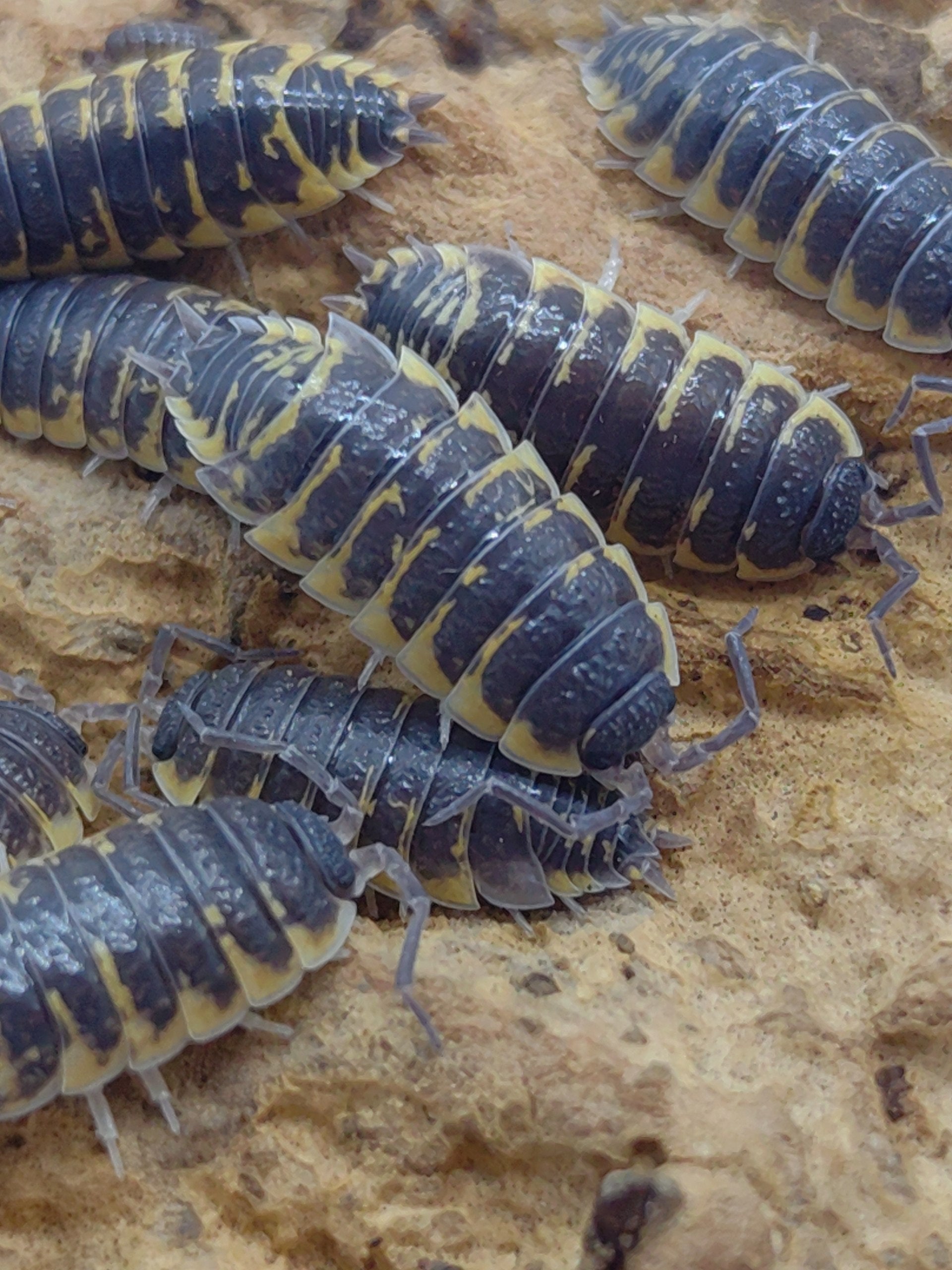 Ornatus