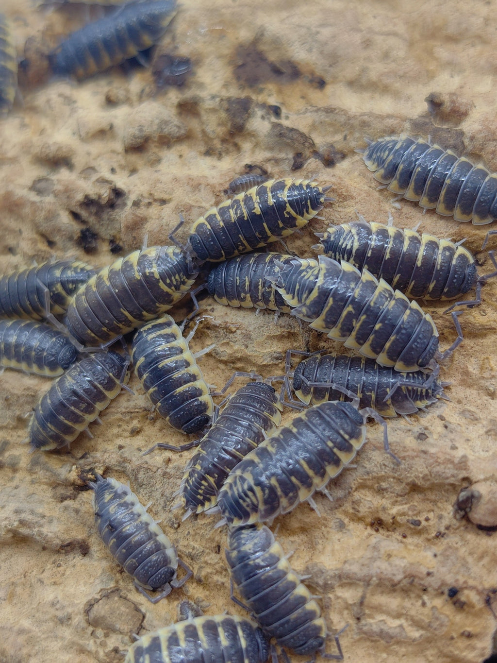 Ornatus