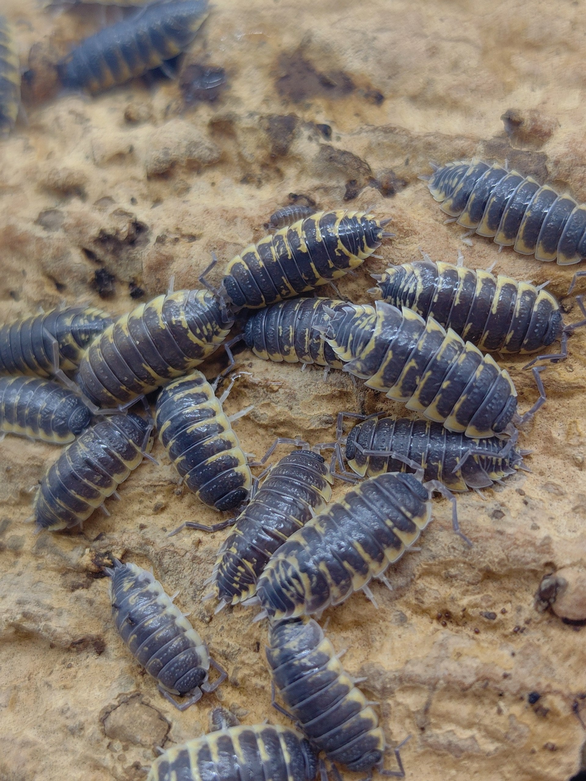 Ornatus