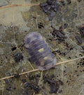 Amber Firefly DCF