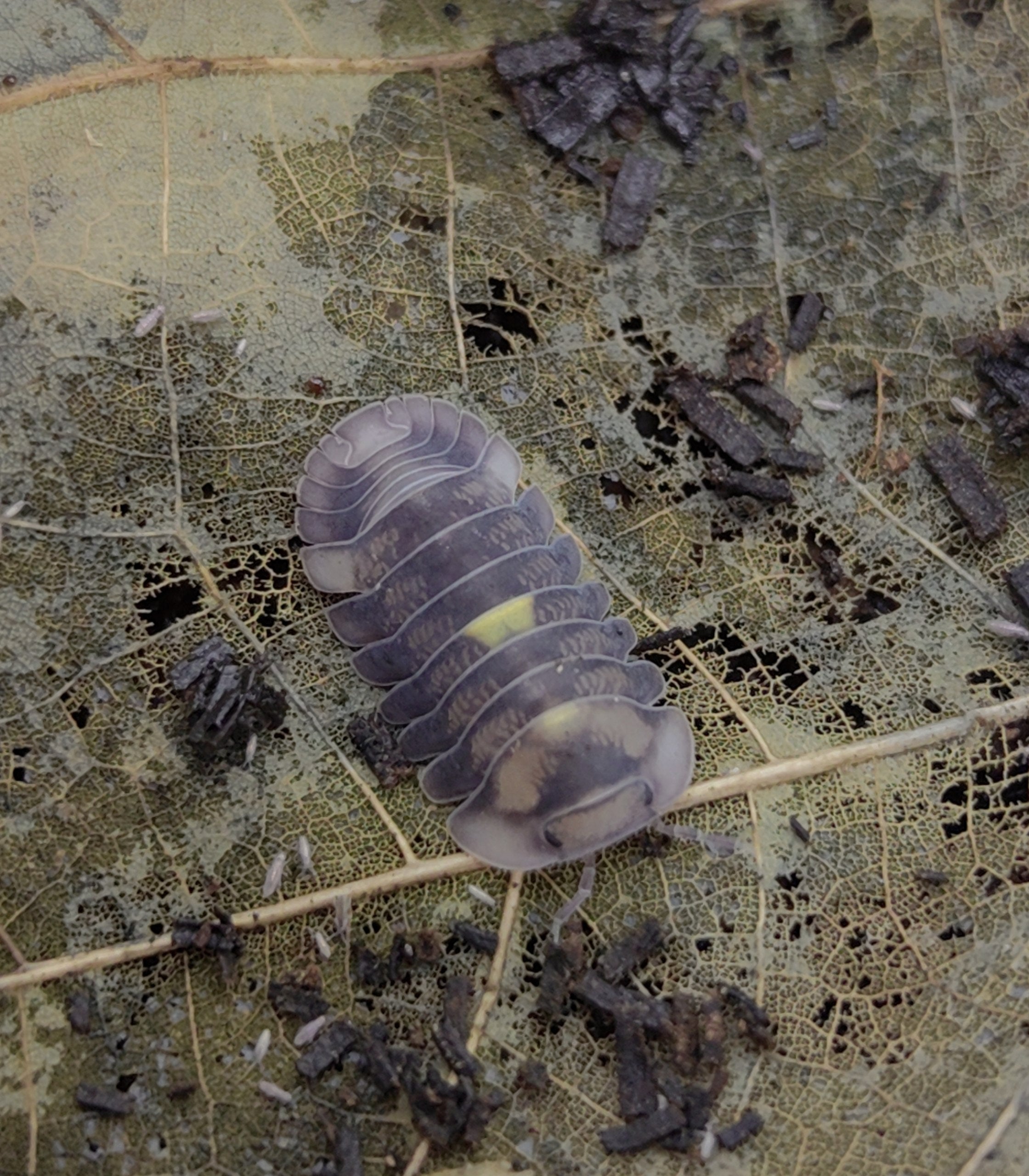 Amber Firefly DCF