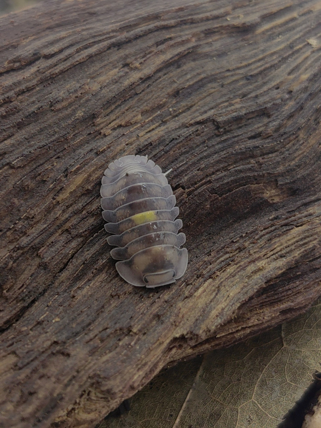 Amber Firefly DCF
