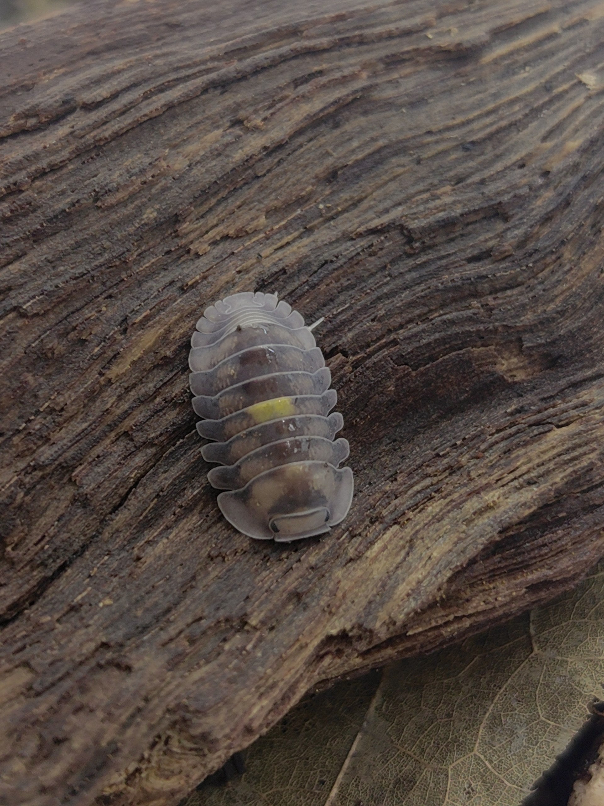 Amber Firefly DCF