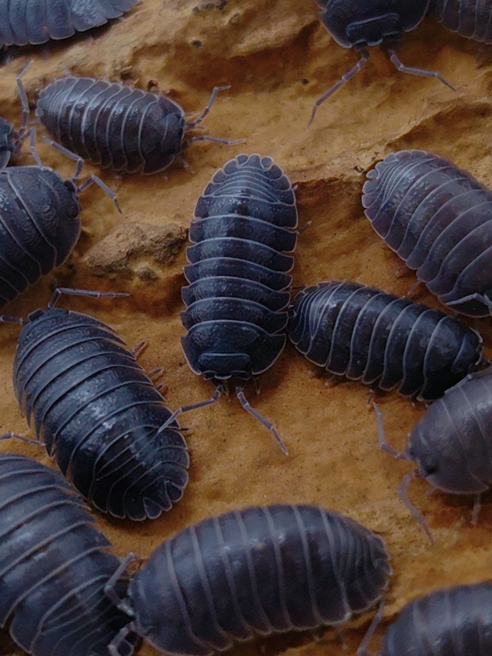 Isopod Bundle Set (M size)