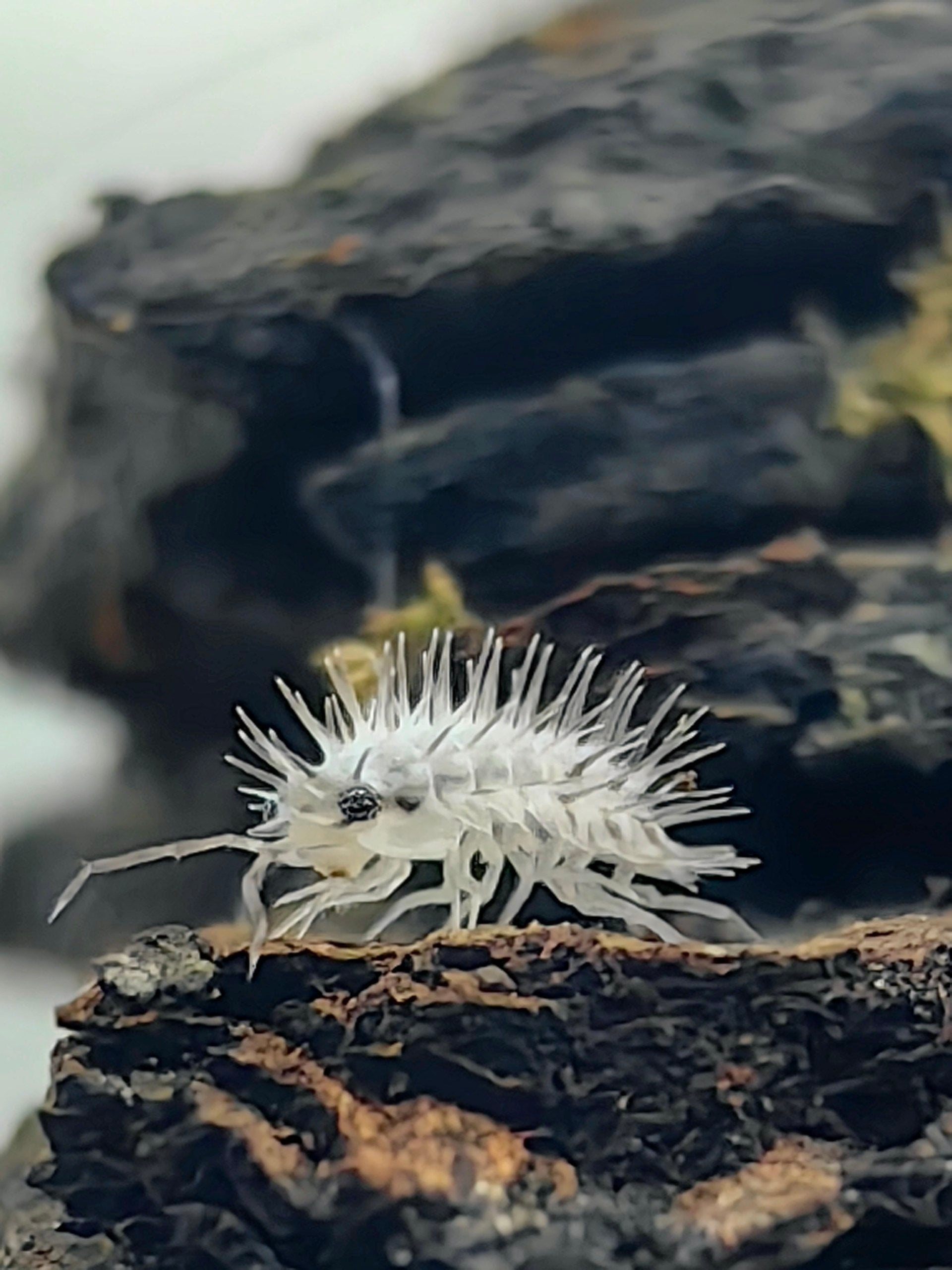 Ivory Spiky