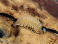 Crystarmadilidium Muricatum