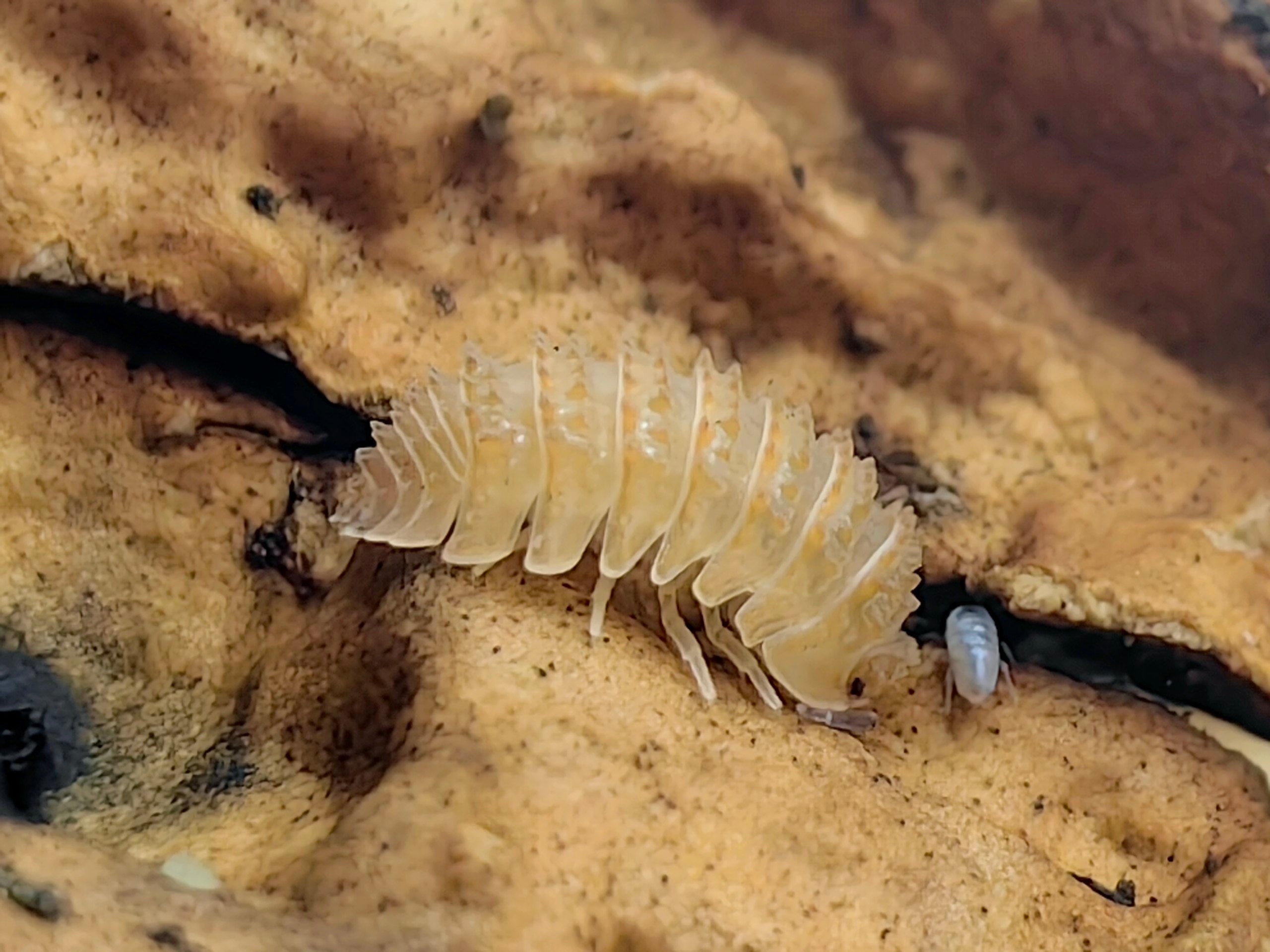 Crystarmadilidium Muricatum