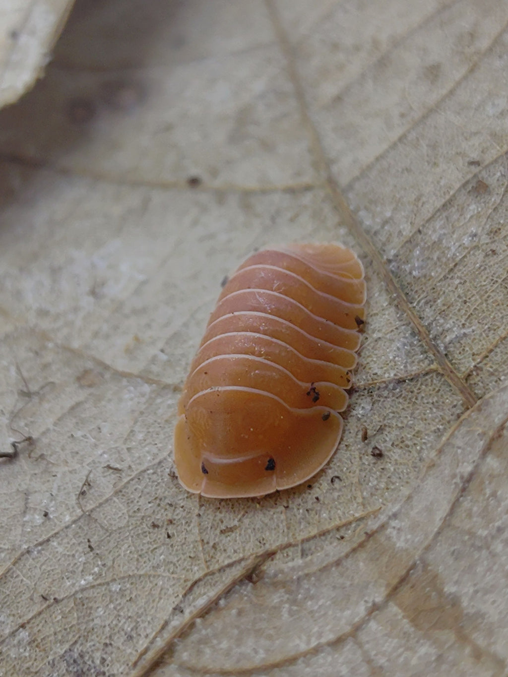 Cubaris sp. Crabby