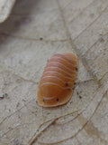 Cubaris sp. Crabby