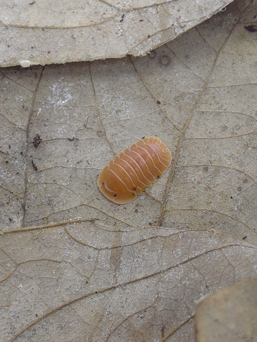 Cubaris sp. Crabby