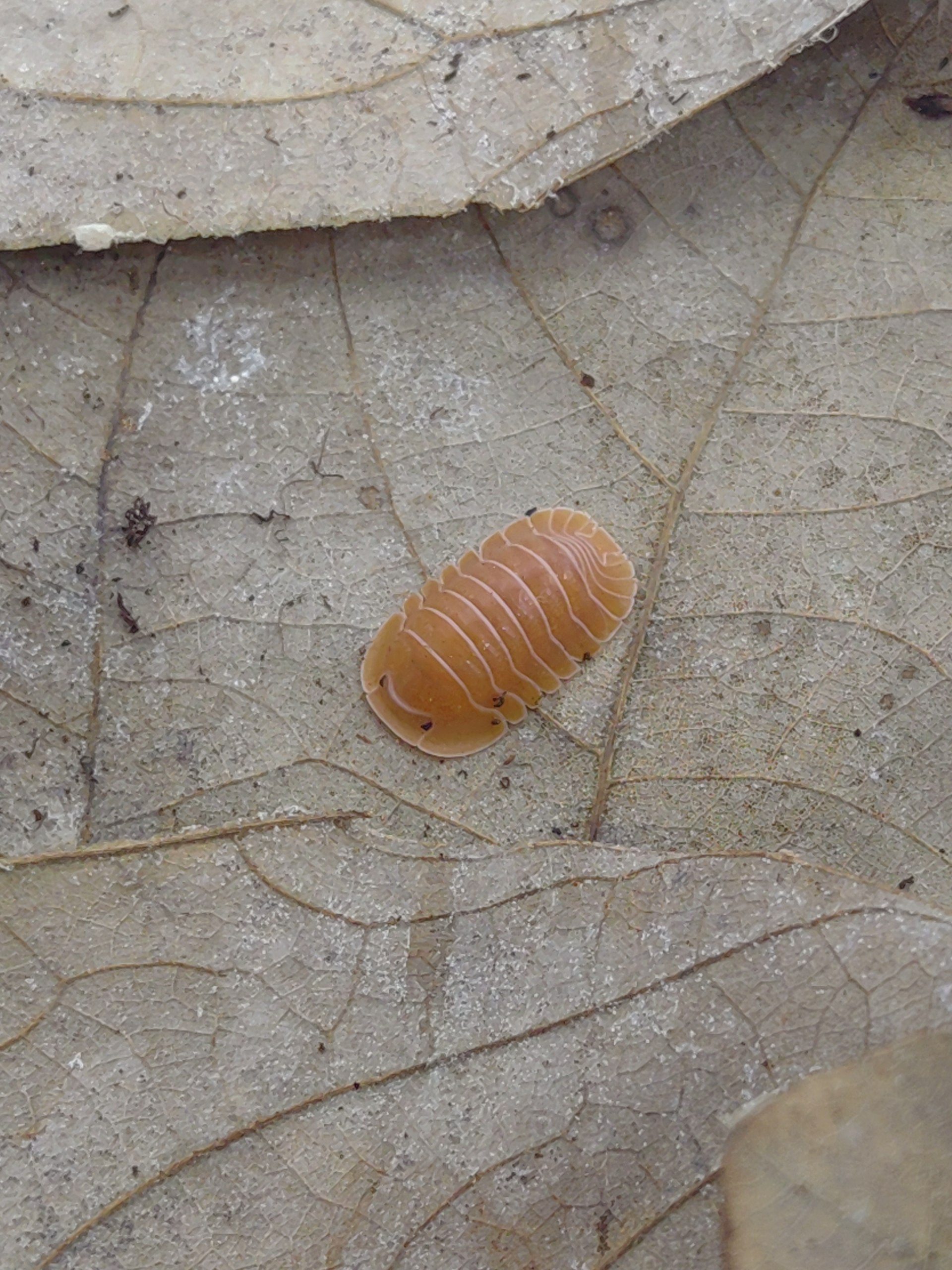 Cubaris sp. Crabby