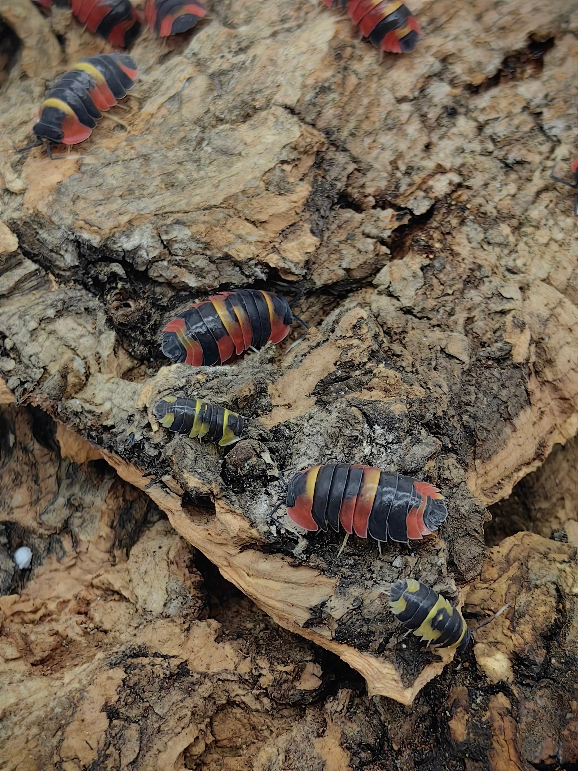 Blister Tricolor
