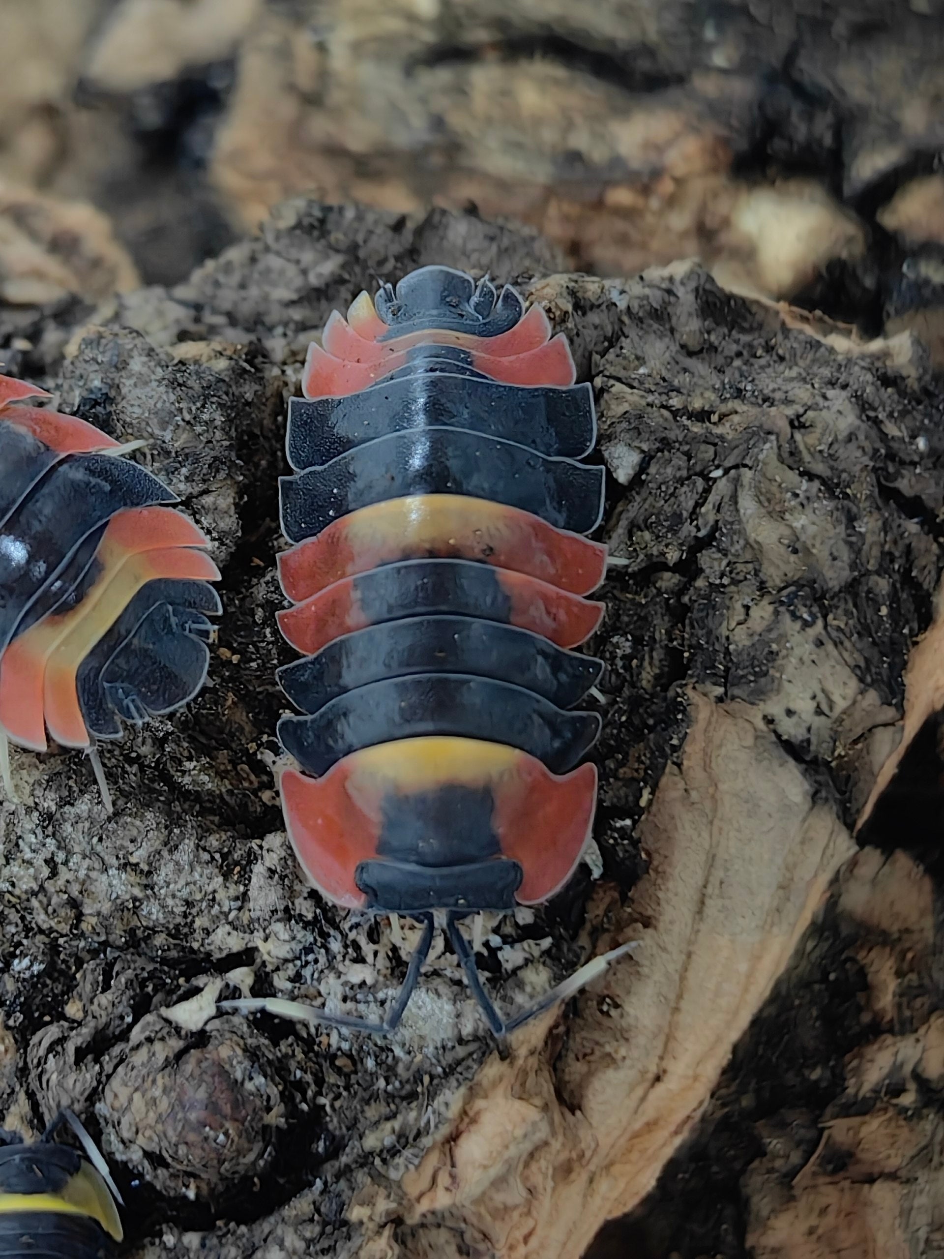 Blister Tricolor
