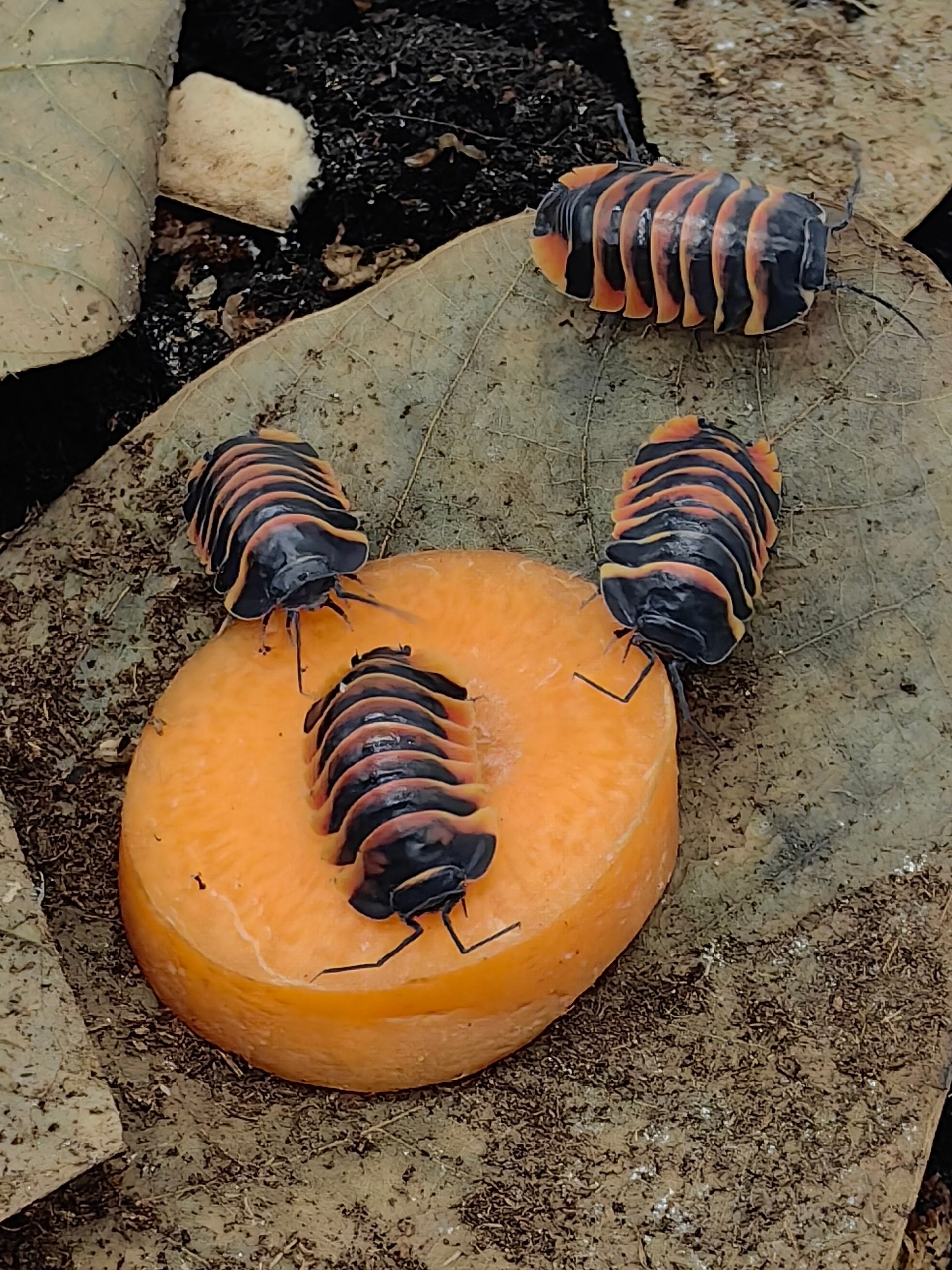 Ember Bee