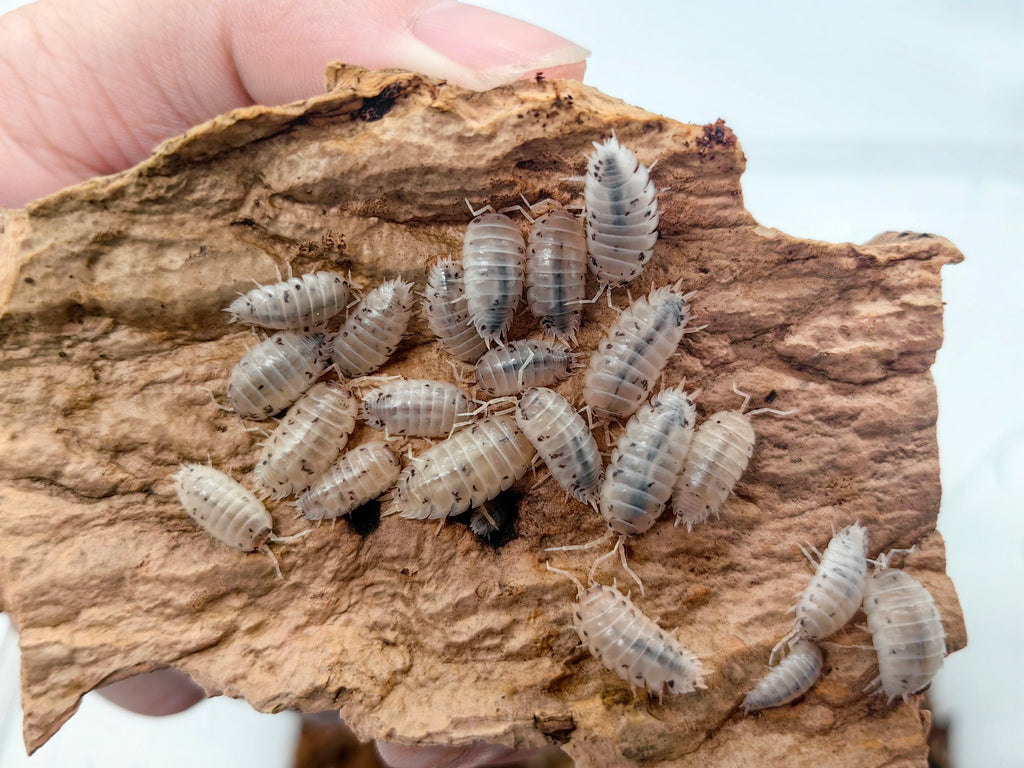 Isopod Bundle Set (M size)