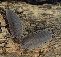 Echinatus