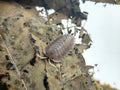 Soil