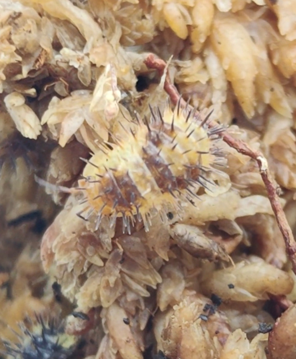 Durian Spiky