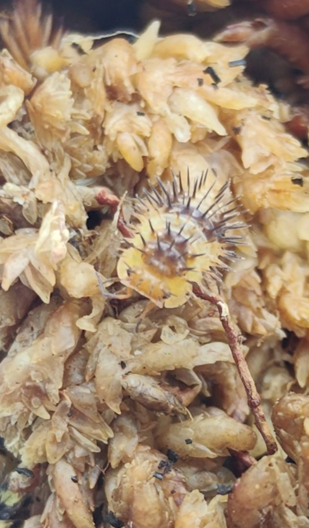 Durian Spiky