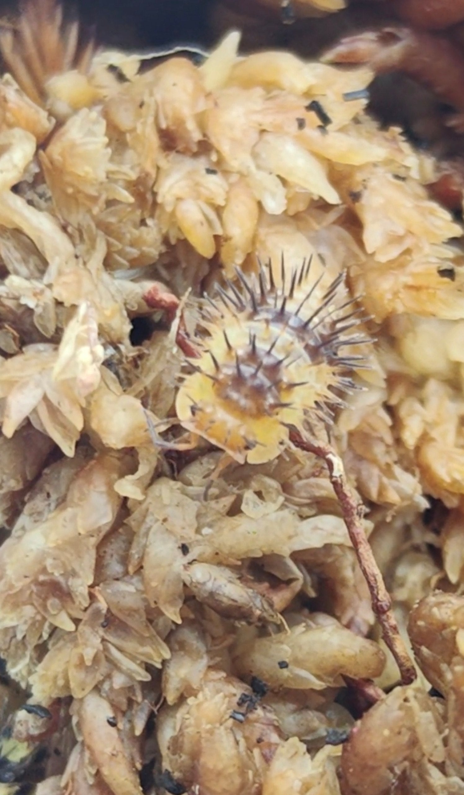 Durian Spiky