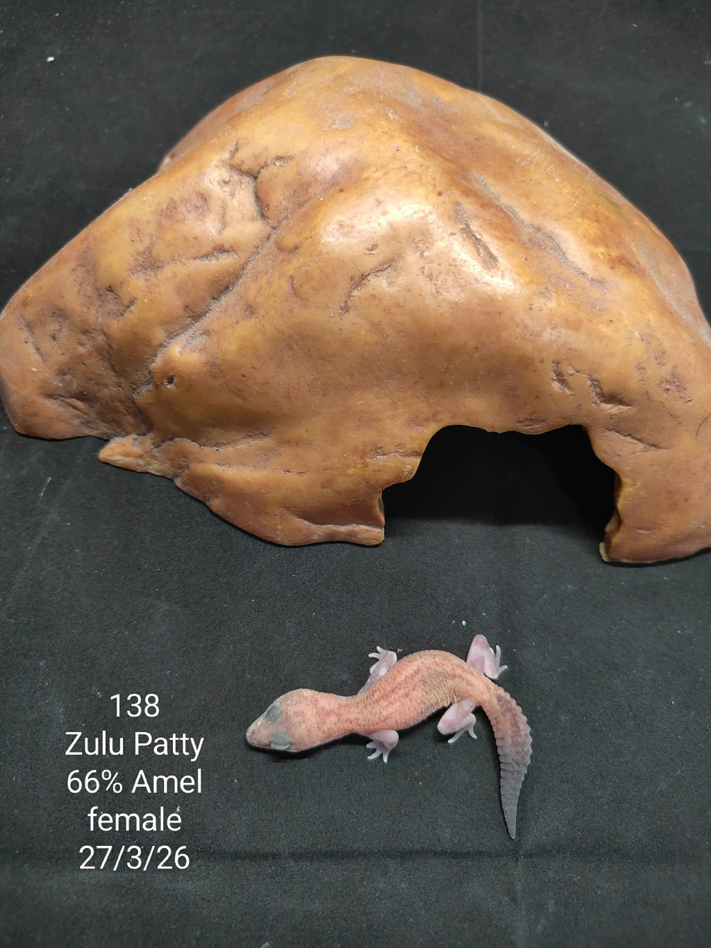 African Fat-Tailed Gecko