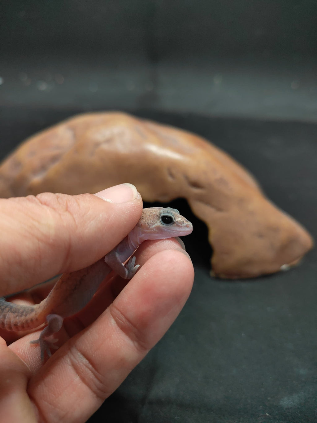 African Fat-Tailed Gecko