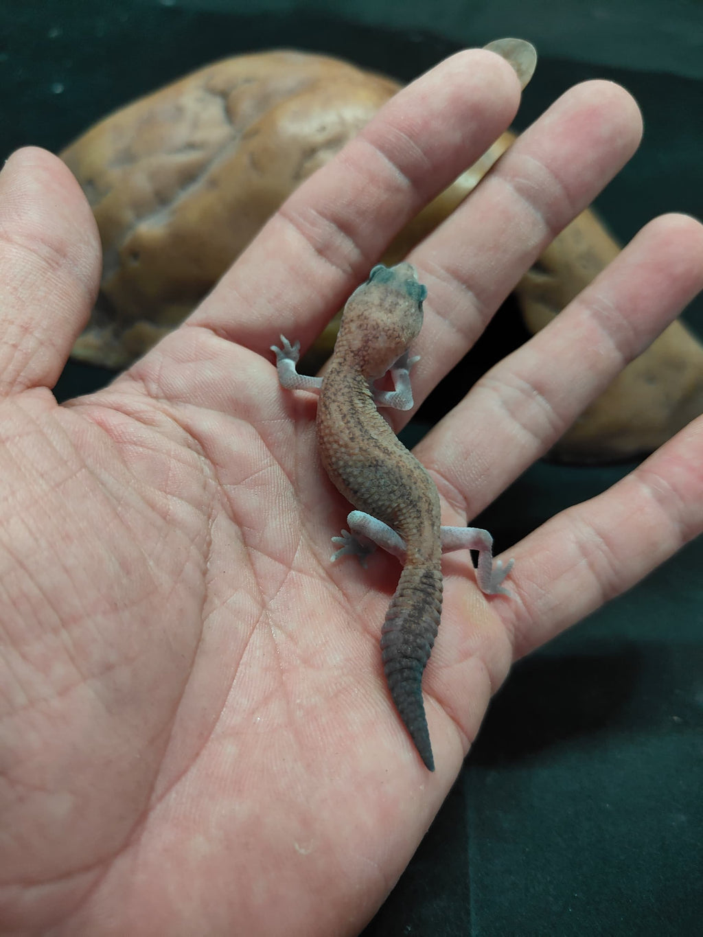 African Fat-Tailed Gecko