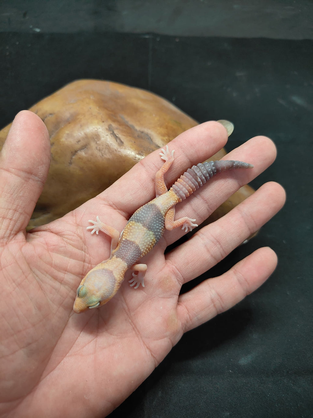African Fat-Tailed Gecko