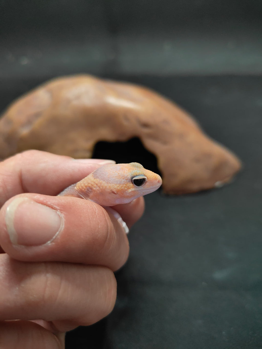 African Fat-Tailed Gecko