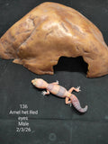 African Fat-Tailed Gecko