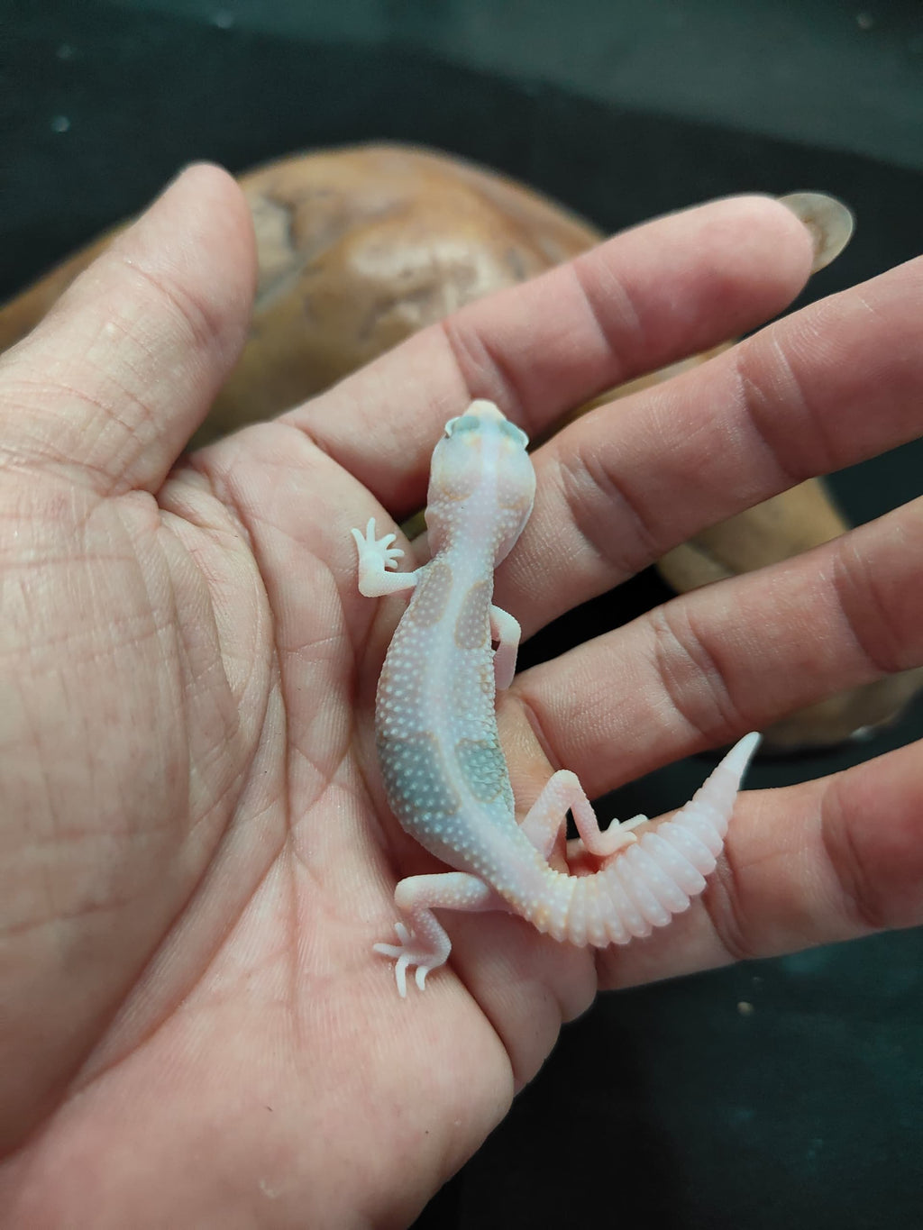 African Fat-Tailed Gecko