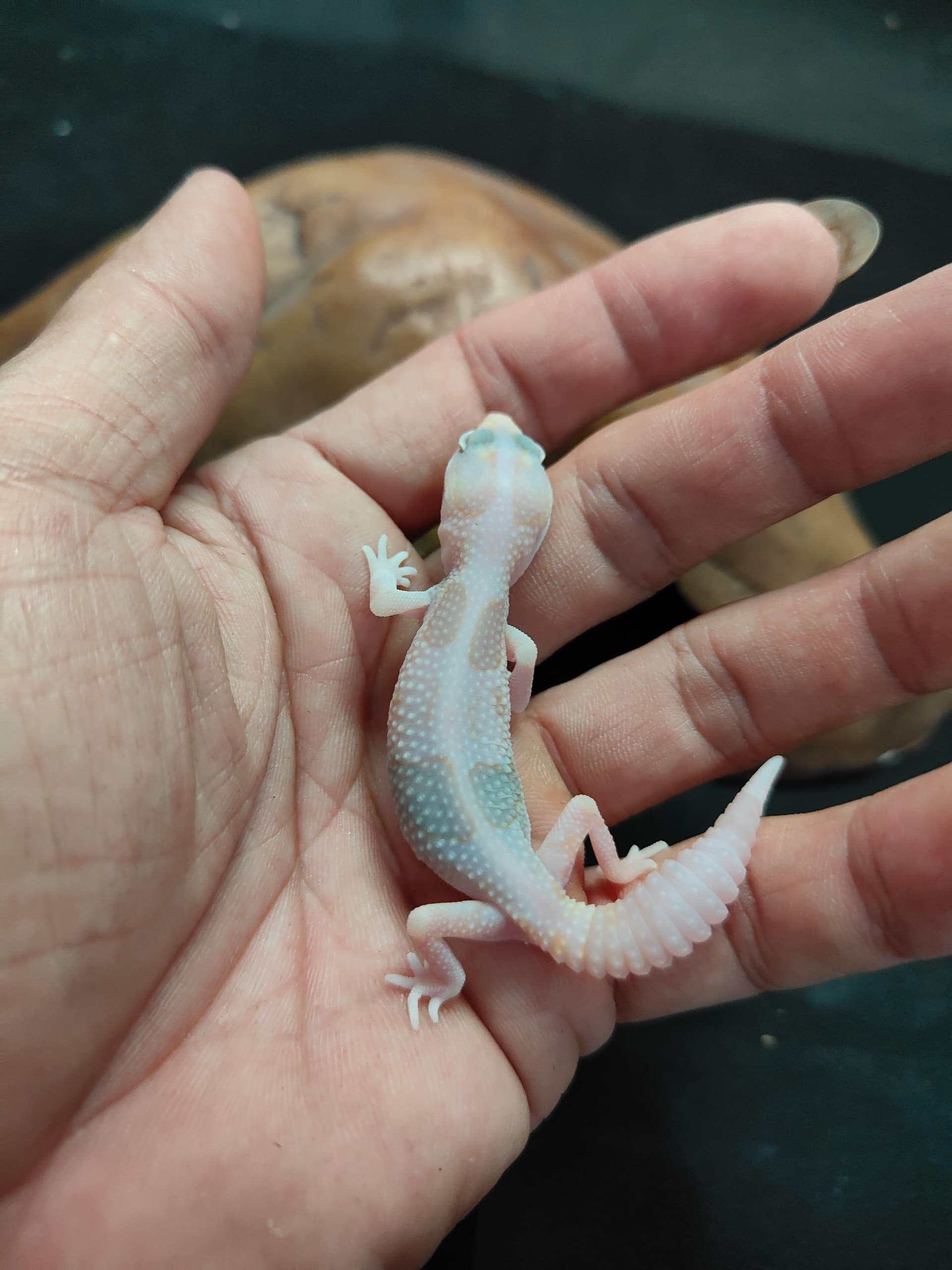 African Fat-Tailed Gecko
