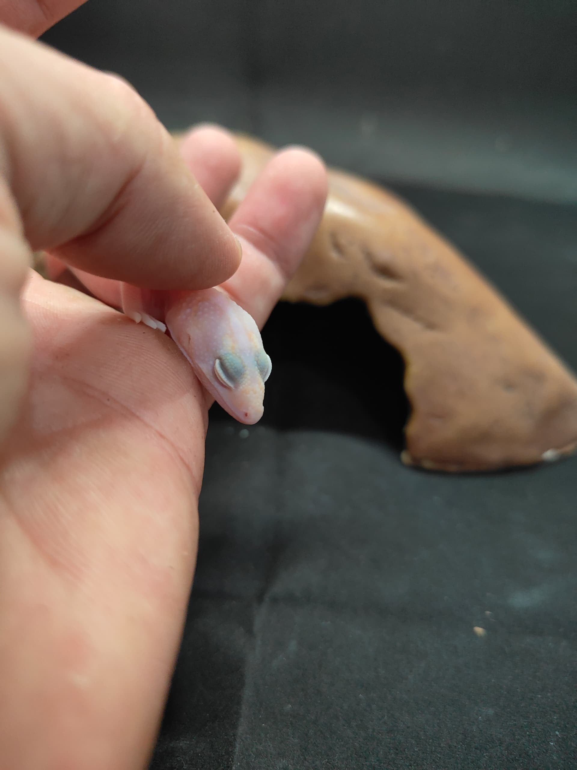 African Fat-Tailed Gecko