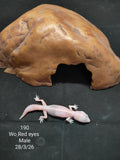 African Fat-Tailed Gecko