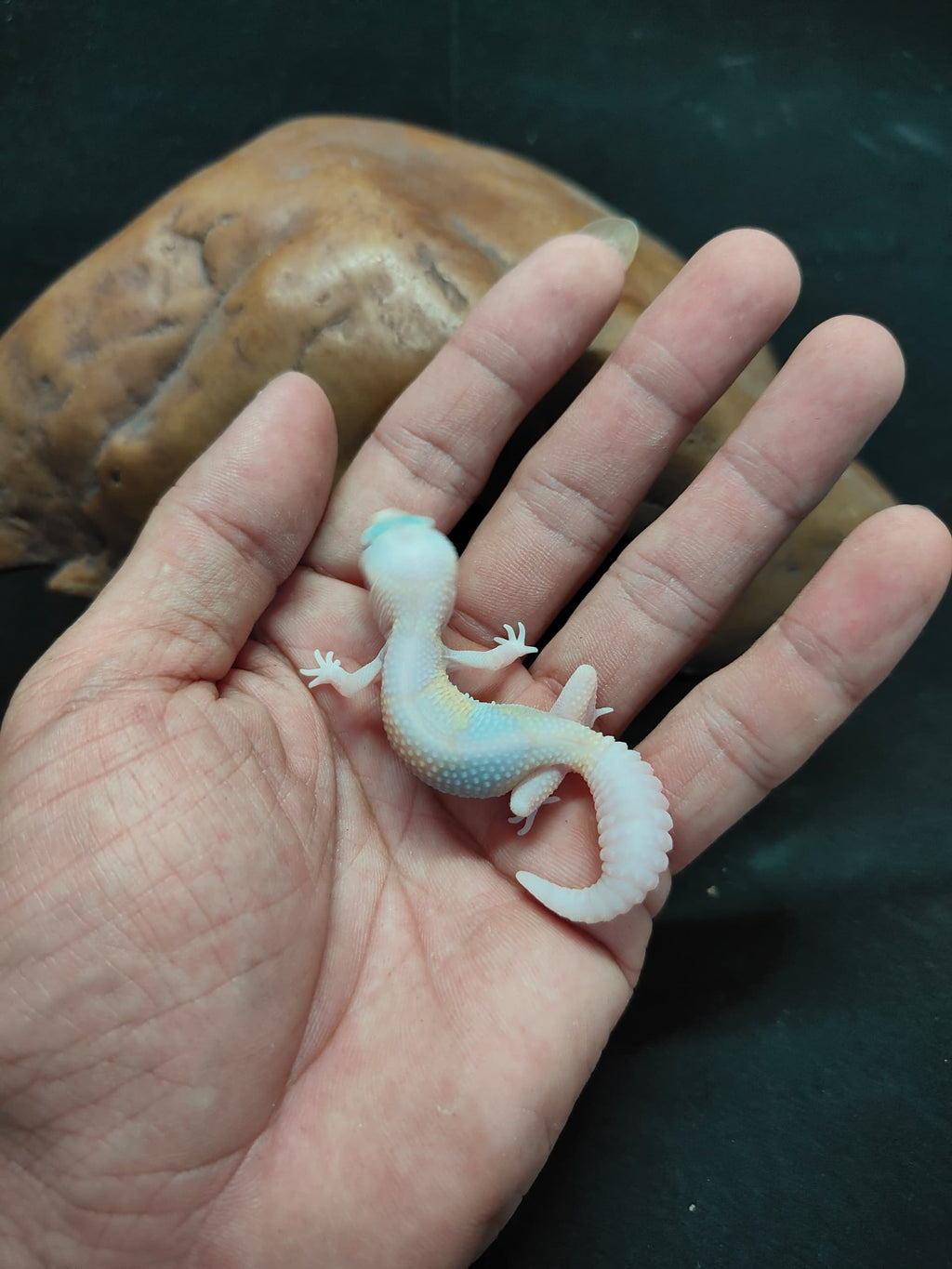 African Fat-Tailed Gecko