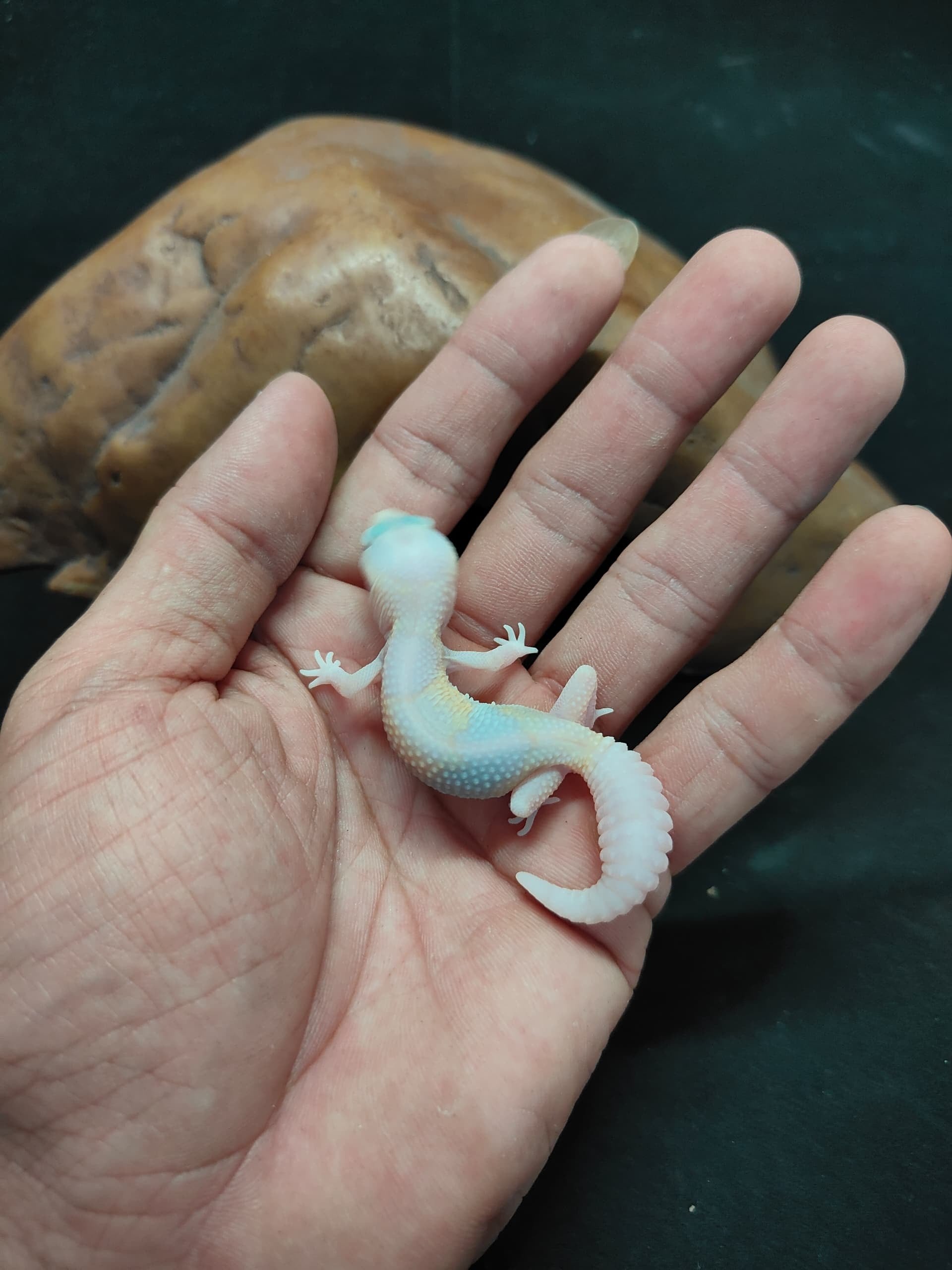 African Fat-Tailed Gecko