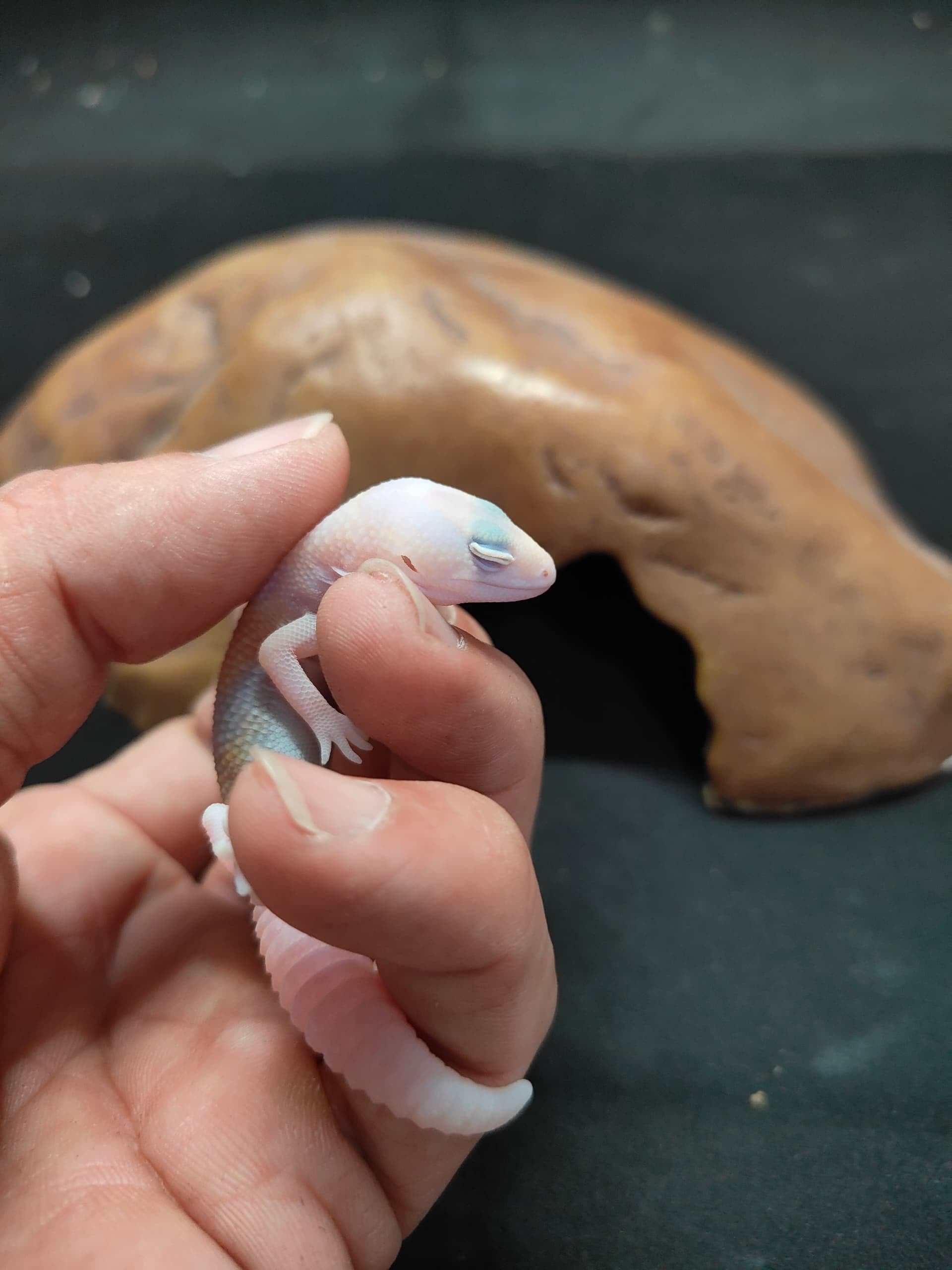 African Fat-Tailed Gecko