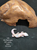 African Fat-Tailed Gecko